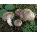 Мицелий Млечника лиловеющего (Lactаrius violаscens)